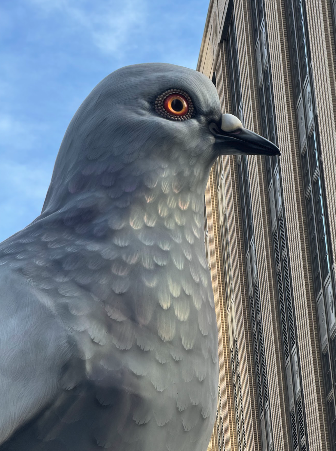 pigeon1